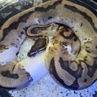 ボールパイソン（オレンジドリームパイhetMJアザン）オス　約1200g