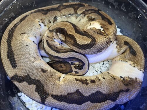 ボールパイソン（オレンジドリームパイhetMJアザン）オス　約1200g - 画像 (4)