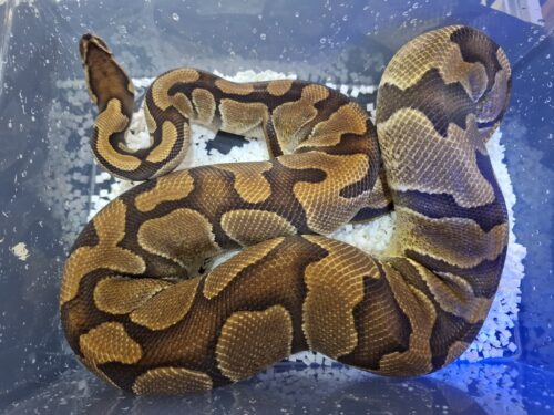 ボールパイソン（エンチブレードhetクラウン）メス　約2,5kg - 画像 (6)