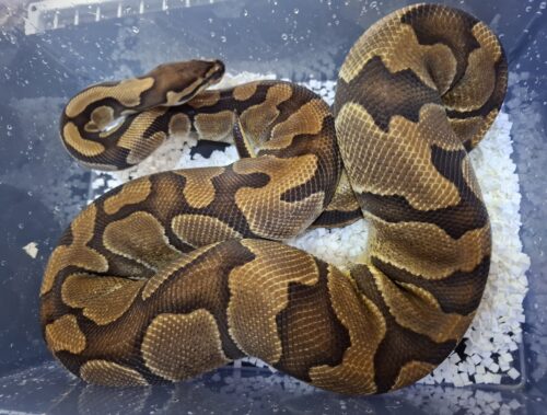 ボールパイソン（エンチブレードhetクラウン）メス　約2,5kg - 画像 (4)