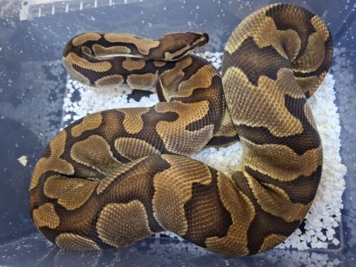 ボールパイソン（エンチブレードhetクラウン）メス　約2,5kg - 画像 (2)