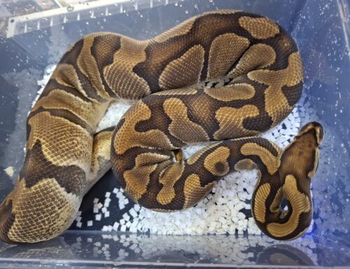 ボールパイソン（エンチブレードhetクラウン）メス　約2,5kg - 画像 (7)
