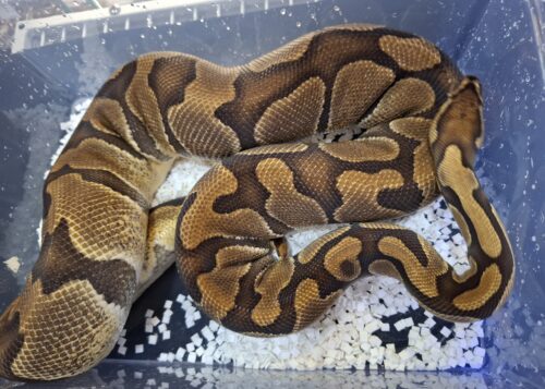 ボールパイソン（エンチブレードhetクラウン）メス　約2,5kg - 画像 (3)