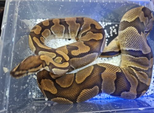 ボールパイソン（エンチブレードhetクラウン）メス　約2,5kg