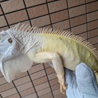 アルビノイグアナ（約100cm）