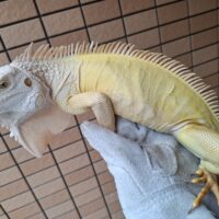 アルビノイグアナ（約100cm）