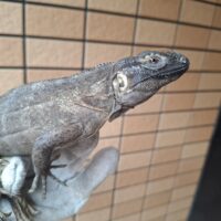 バナナスパイニーテールイグアナ（約55cm）