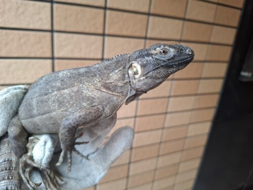 ブルーペクティナータトゲオイグアナ（約55cm）