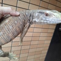 サバンナモニター（約70cm）