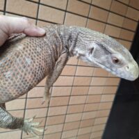 サバンナモニター（約70cm）