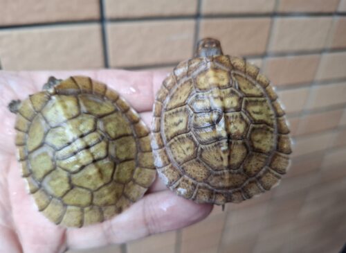 メキシコハコガメ（多甲板）25CB