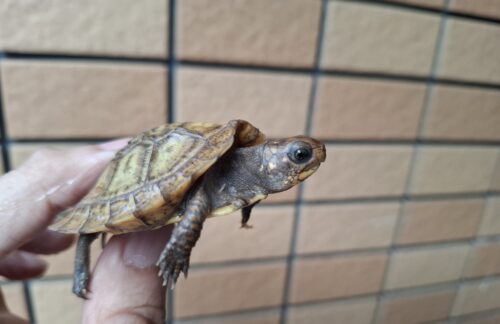 メキシコハコガメ（多甲板）25CB - 画像 (5)