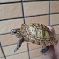 メキシコハコガメ（多甲板）25CB