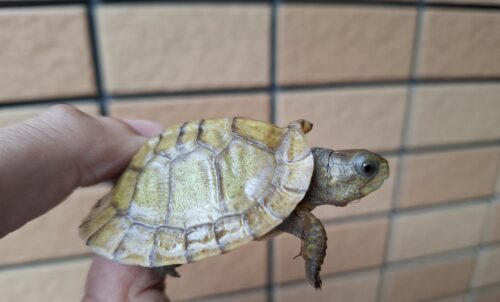 メキシコハコガメ（多甲板）25CB - 画像 (7)