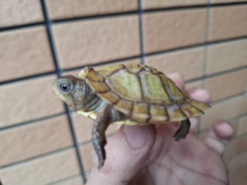 メキシコハコガメ（多甲板）25CB - 画像 (9)
