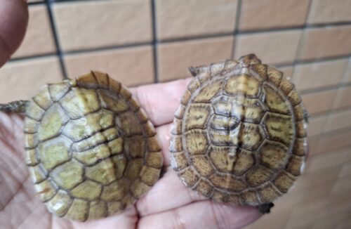 メキシコハコガメ（多甲板）25CB - 画像 (11)