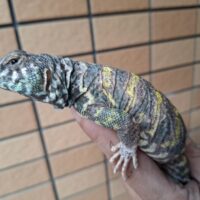 オルナータトゲオアガマ（セミアダルト）オス