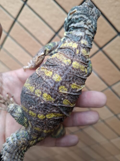 オルナータトゲオアガマ（セミアダルト）オス - 画像 (6)