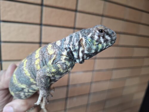 オルナータトゲオアガマ（セミアダルト）オス - 画像 (5)