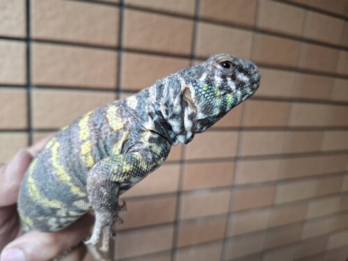 オルナータトゲオアガマ（セミアダルト）オス - 画像 (3)