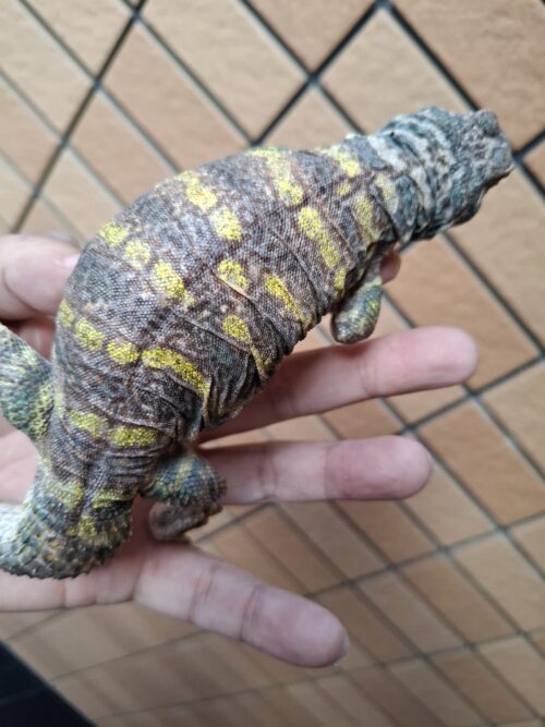 オルナータトゲオアガマ（セミアダルト）オス - 画像 (7)