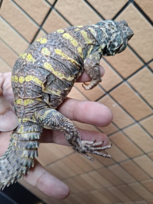 オルナータトゲオアガマ（セミアダルト）オス - 画像 (8)