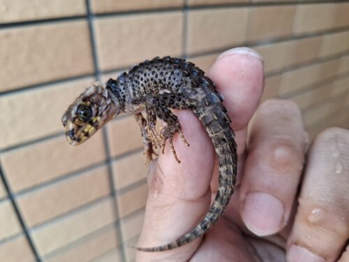 口豪奢 アカメカブトトカゲ（ハイポ） アクアスペース - パーツ