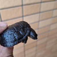 マッコードナガクビガメ（25CB）