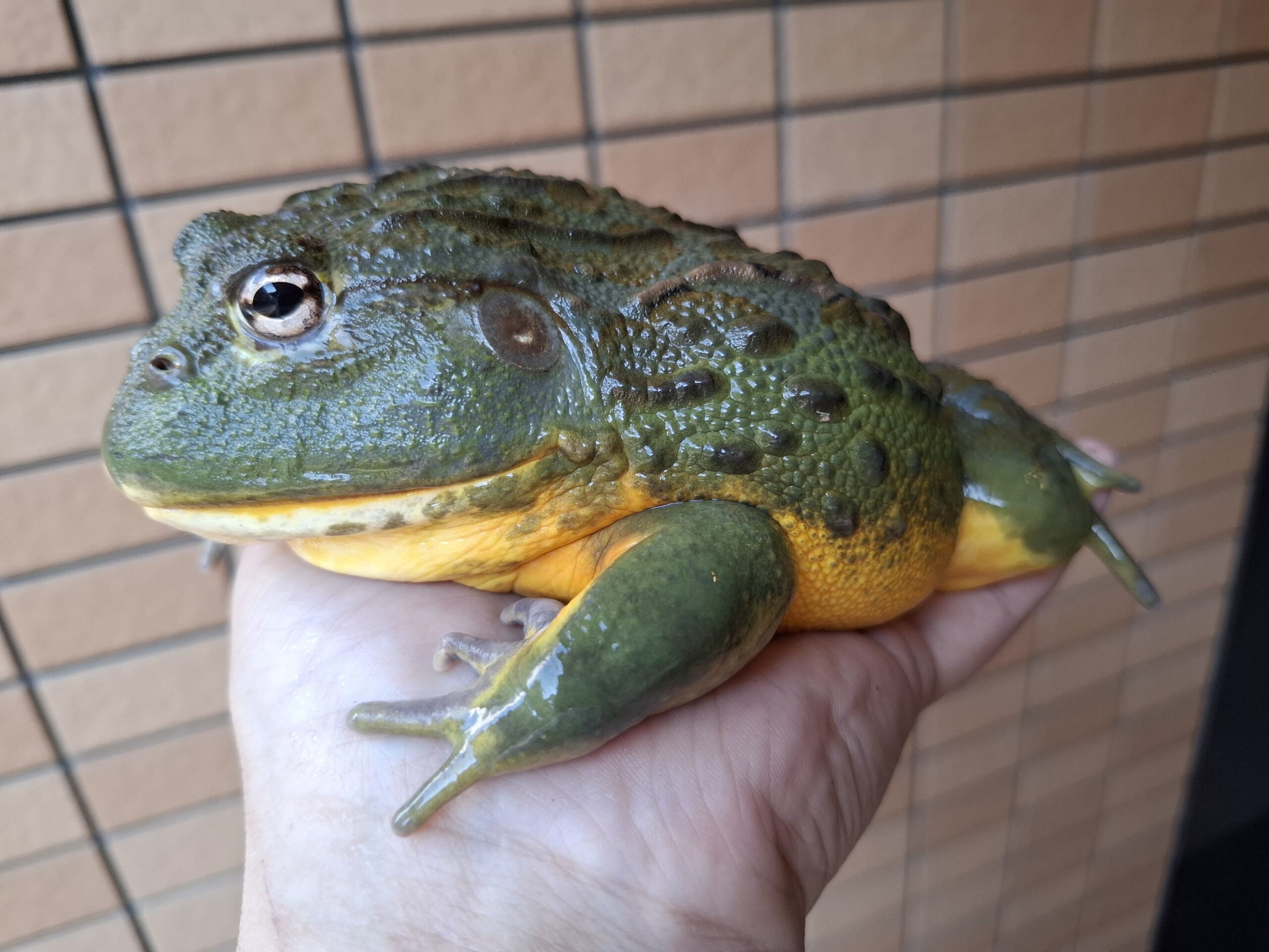 アフリカウシガエル ベビー アフウシ