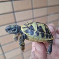 ヘルマンリクガメ（国内２５ＣＢ）