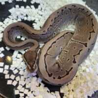 ボールパイソン（ピンストライプVPIアザン）24CB メス