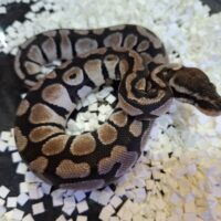 ボールパイソン（パステルTSKアザン）24CB オス