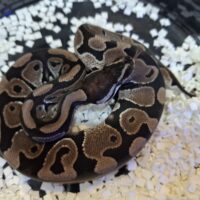 ボールパイソン（VPIアザンhetクラウン）24CB オス