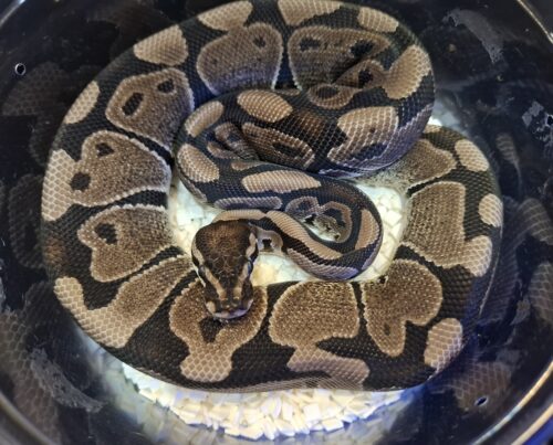 ボールパイソン（VPIアザンhetアルビノpossホワイトウォッシュ）24CB メス - 画像 (4)