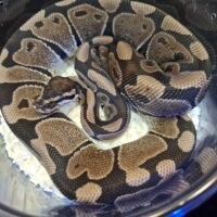 ボールパイソン（VPIアザンhetアルビノpossホワイトウォッシュ）24CB メス