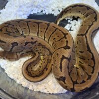ボールパイソン（アシッドピンストライプ）24CB メス約600g