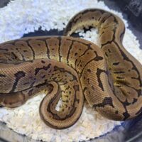 ボールパイソン（アシッドピンストライプ）24CB メス約600g