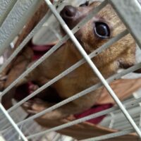 キンカジュー（生後約2年半）メス