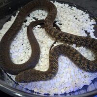 ユンナンシュウダ（約80cm ）