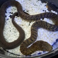 ユンナンシュウダ（約80cm ）