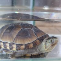トウブドロガメ（甲長約7cm）