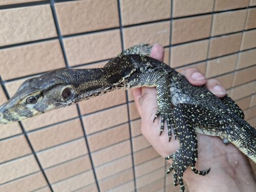 サルバトールモニター（ジャワ産）全長約60cm - 画像 (4)