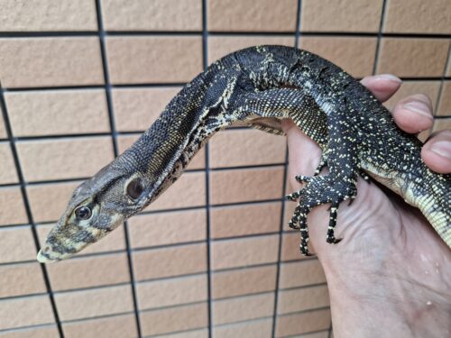 サルバトールモニター（ジャワ産）全長約60cm - 画像 (6)
