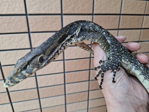 サルバトールモニター（ジャワ産）全長約60cm - 画像 (3)