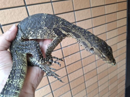 サルバトールモニター（ジャワ産）全長約60cm - 画像 (5)