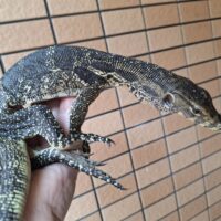 サルバトールモニター（ジャワ産）全長約60cm