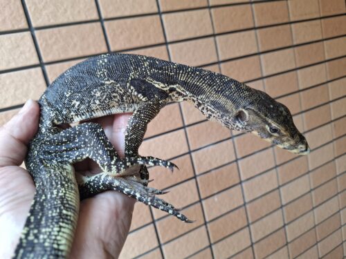 サルバトールモニター（ジャワ産）全長約60cm