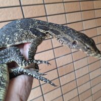 サルバトールモニター（ジャワ産）全長約60cm