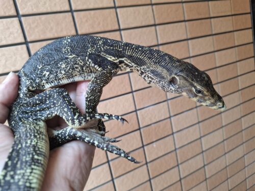 サルバトールモニター（ジャワ産）全長約60cm - 画像 (2)
