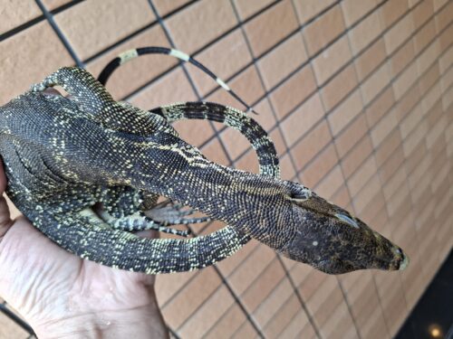 サルバトールモニター（ジャワ産）全長約60cm - 画像 (10)